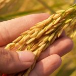 Taking foods on basket made easier